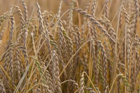 Spelt plant Stock Photos