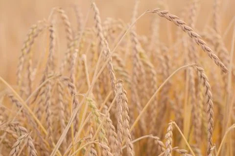 Spelt plant Stock Photos