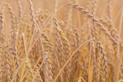 Spelt plant Stock Photos