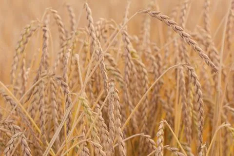 Spelt plant Stock Photos