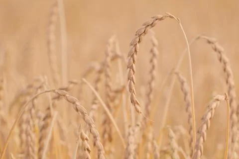 Spelt plant Stock Photos