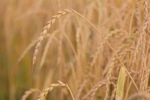 Spelt plant Stock Photos