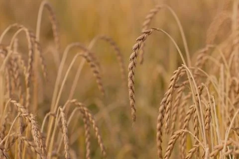 Spelt plant Stock Photos