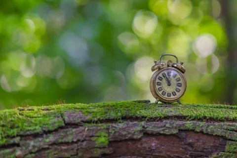 Spend Time in the Woods. Stock Photos