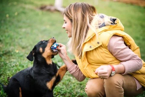 Spending quality time with dog - training and playing with puppy Stock Photos