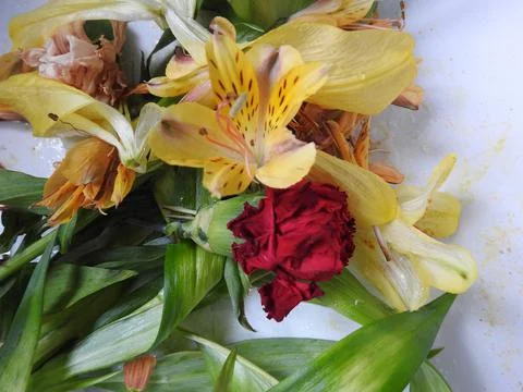 Spent flowers Stock Photos