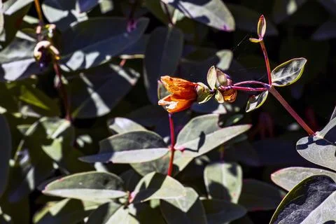 Spent Hypericum calycinum Flower on a Red Branch Stock Photos