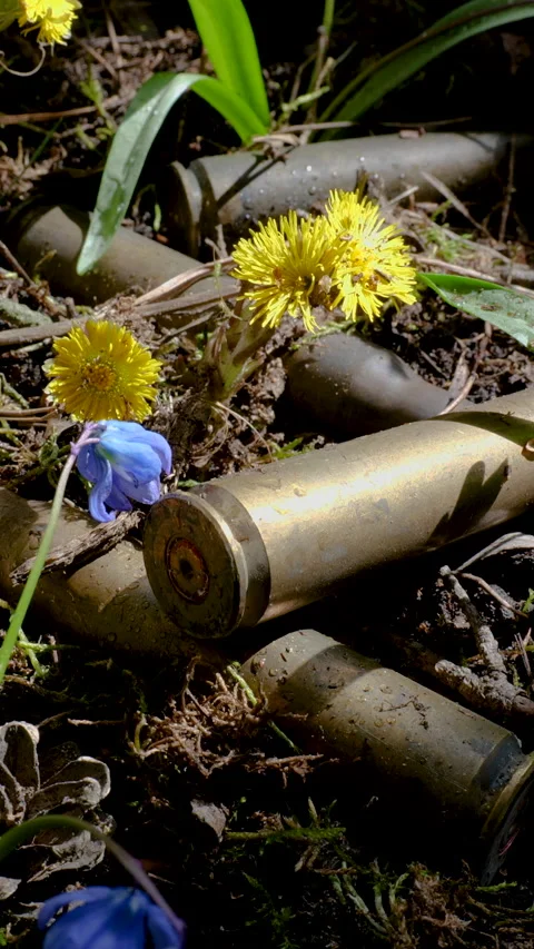 Spent shell casings among spring flowers symbol of war impact Stock Footage 334999677