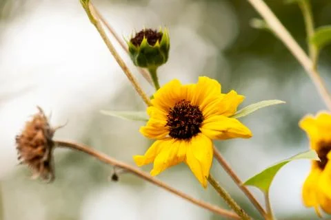 Spent Sunflower Bloom Stock Photos