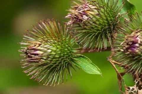 Spent thistle Stock Photos