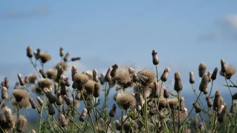 Spent thistles blowing in the wind Stock Footage 116662135