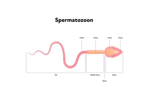 Speratozoon scheme with text. Top view. Stock Illustration