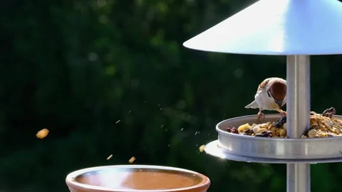 Sperling sparrow feather Stock-Footage 205342663