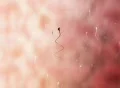 sperm - 3d animation, seamless loop Web Footage