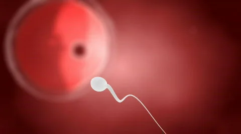 Sperm ahead human ovum concept Stock Footage