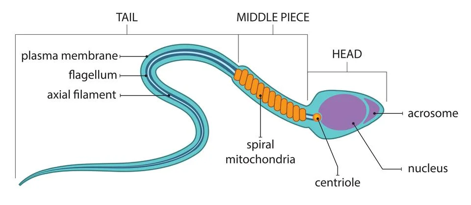 Sperm anatomy Stock Illustration