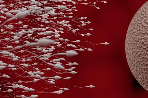  	Sperm and egg cell. Fertilization concept. 3D rendered illustration. Stock Illustration