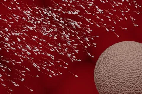 Sperm and egg cell. Fertilization concept. 3D rendered illustration. Stock Illustration