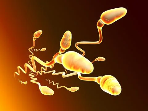 Sperm and egg cell Stock Illustration