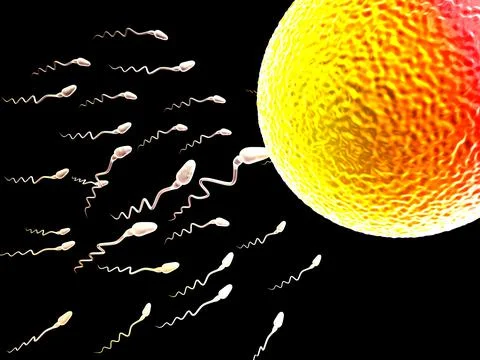 Sperm and egg cell Stock Illustration