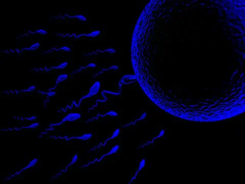 Sperm and egg cell Stock Illustration