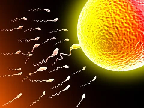 Sperm and egg cell Stock Illustration