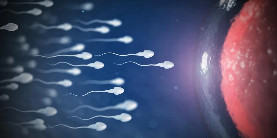 Sperm and egg cell on microscope.  Scientific background. Stock Photos