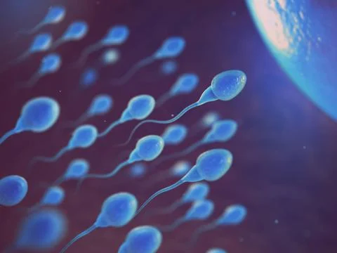 Sperm and egg cell on microscope. Scientific background. Sperm and egg cel... Stock Photos