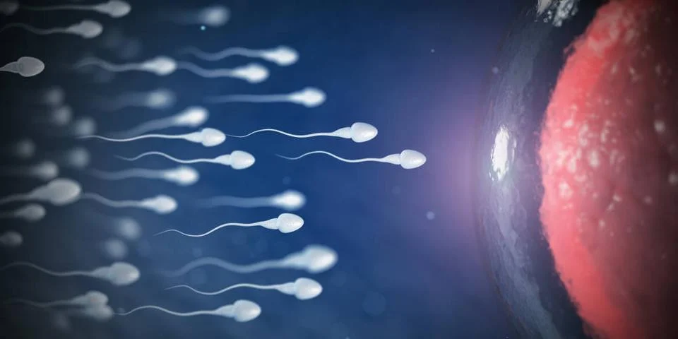 Sperm and egg cell on microscope. Scientific background. Sperm and egg cel... Stock Photos