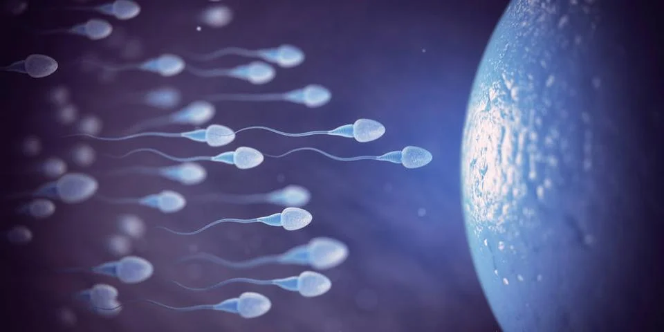 Sperm and egg cell on microscope. Scientific background. Sperm and egg cel... Stock Photos