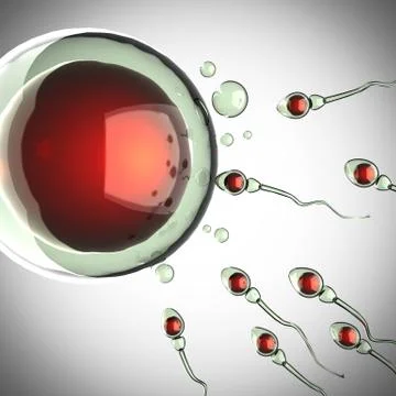 Sperm and egg cell. microscopic image Stock Illustration