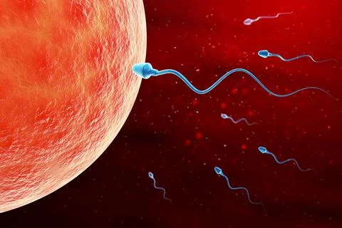 Sperm and egg cell microscopic view. Stock Illustration