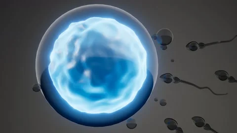 Sperm Egg Cell Microscope Stock Footage ~ Royalty Free Stock Videos | Pond5