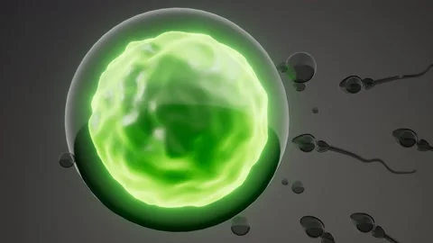 Sperm and egg cell. model of microscopic research Stock Footage 166347390