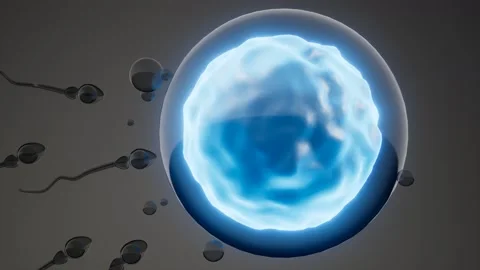 Sperm and egg cell. model of microscopic research Stock Footage 201332287
