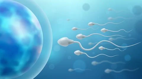 Sperm and Egg Cell. Sperm Approaching Egg Cell. Sperm Swim to Ovum Cell. La.. Stock Illustration