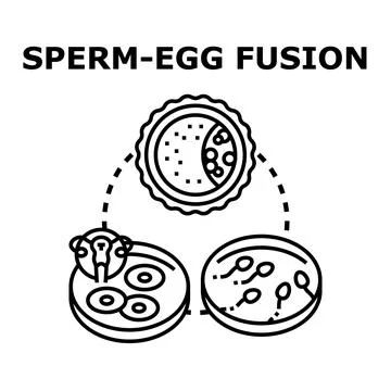 Sperm and egg fusion process in fertilization concept Stock Illustration