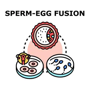 Sperm and egg fusion process in fertilization concept Stock Illustration