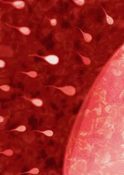 Sperm and egg Stock Illustration