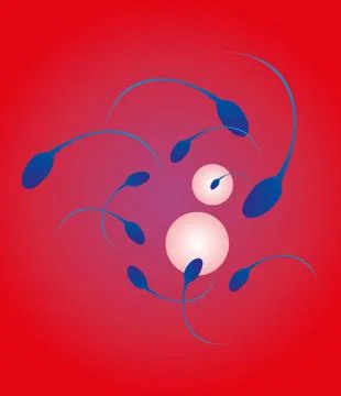 Sperm and egg vector art Stockillustratie