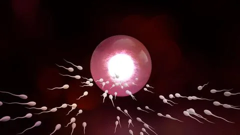 Sperm and ovary for sci content 3d rendering. Stock Illustration