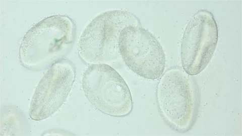 Sperm and ovule of worm Polychaeta Ophelia limacina under microscope Stock Footage 248488997