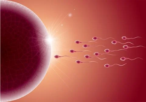 Sperm and ovum combination, many sperm scramble ovum. Illustrazione stock