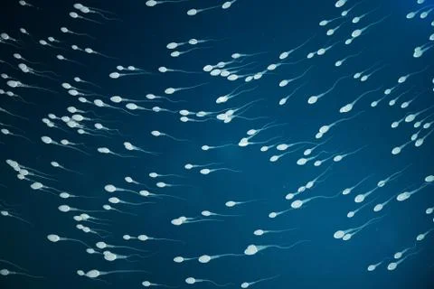 Sperm approaching egg cell, ovum. natural fertilization - close-up view Stock Illustration