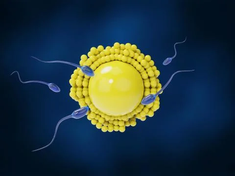 Sperm approaching egg on a dark blue background Stock Illustration