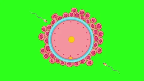 Sperm Approaching Human Egg Cell Animation on Green Background Stock Footage 316588314