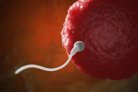 Sperm is approaching the human egg. IVF, insemination and reproduction concep 스톡 사진