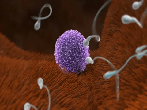 Sperm attracted to egg trying to enter Stock Footage 72436036