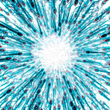 Sperm cell background white 스톡 일러스트