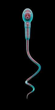 Sperm cell concept 스톡 일러스트